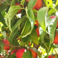 بزرگترین نهالستان تولید کننده انواع نهال|خدمات باغبانی و درختکاری|خرمآباد, |دیوار