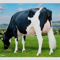 شیر محلی گاو دوغ ماست .نان خشک. بطری اب