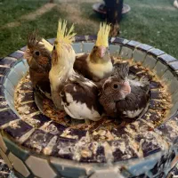 جوجه عروس هلندی سرلاکی|پرنده|قشم, |دیوار