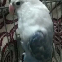 کوتوله رنگ خاص نیمه دستی