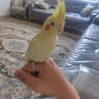 عروس هلندی دستی نر|پرنده|شهریار, رزکان|دیوار