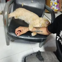 گربه دی اچ اس کاملا خونگی
