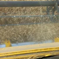 گندوم ابی پیشگام|عمده‌فروشی|مهاباد (آذربایجان غربی), |دیوار