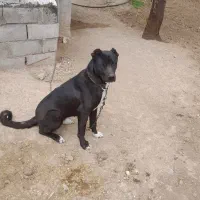 واگذاری سگ نگهبانی|سگ|زنجان, |دیوار