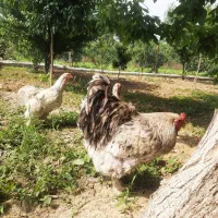 فروش و معاوضه جوجه برهما از پدر مادر وارداتی|حیوانات مزرعه|قائمشهر, |دیوار