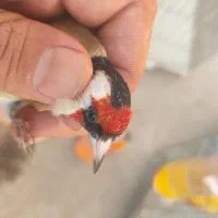 سهره جوجه امسالی کراوات گل بلند|پرنده|اسلامشهر, شهرک امام حسین (میان آباد)|دیوار