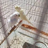 طوطی،کتوله برزیلی ،مرغ عشق|پرنده|یاسوج, |دیوار