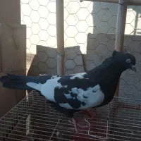 سینه سیاه پشت ماهی