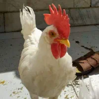 دو عدد خروس