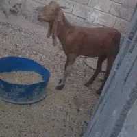 بز درجه یک قیمت پای مامعله ابسن|حیوانات مزرعه|بندر دیر, |دیوار