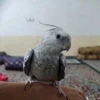 عروس هلندی ایزابلا با قفس و لوازم جانبی