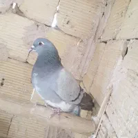 سلام دوستان پنج دمگیر