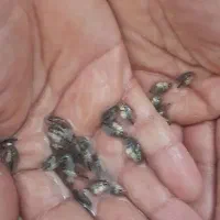 ماهی‌فلاور
