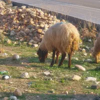 ۵ راس میش ترکی