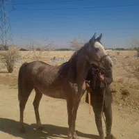 فروش مادیان سرحال سرو دم گیر