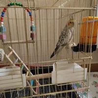 عروس هلندی فقط معاوضه