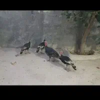 بوقلمون ماده