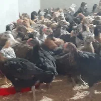 جوجه مرغ و خروس محلی|حیوانات مزرعه|جهرم, |دیوار