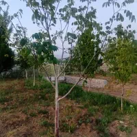 فروش یا معاوضه باغ|فروش زمین و ملک کلنگی|فریدونشهر, |دیوار