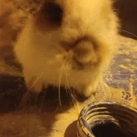 خرگوش لوپ اصلی