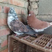 کبوتر|پرنده|فاضل آباد, |دیوار