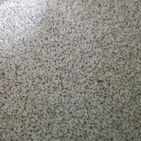 انواع پرنده ،لوازم جانبی،و دان پرندگان|پرنده|مسجد سلیمان, |دیوار