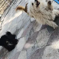 سگ پاکوتاه  شیتزو و شیتزو کراس.