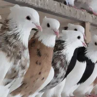 مرغ محلی دارم برا معاوضه با کبوتر خوب