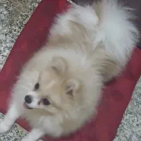 سگ پامر  (نر)