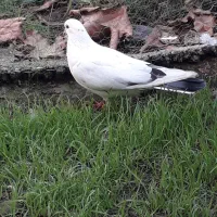 کبوتر|پرنده|آستانه اشرفیه, |دیوار