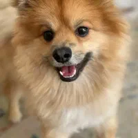 واگذاری سگ شیتزو ژرمن بعهده میگیرم