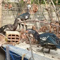 فروش اردک اسرائیلی در چالوس . هچیرود