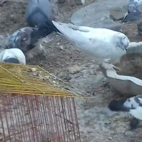 کبوتر پا پر|پرنده|قم, نیروگاه|دیوار