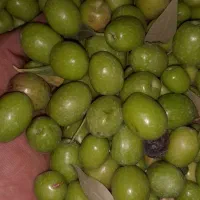 زیتون|خوردنی و آشامیدنی|رشت, منظریه|دیوار