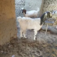 گوسفند آبستن نژادی