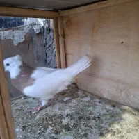 سه عدد کبوتر|پرنده|تاکستان, |دیوار