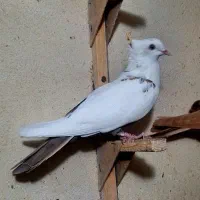 کفتر رنگی چپ و سینه و|پرنده|شیراز, مسلم|دیوار