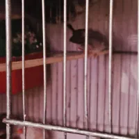 به علت جا به جایی|پرنده|الوند, |دیوار