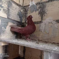 کفتر|پرنده|اسلامیه, |دیوار