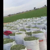 یونجه خورد شده