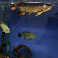 آروانا گلدن های بک.|ماهی|قزوین, |دیوار