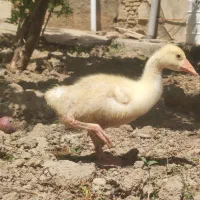 جوجه غاز و قوغاز