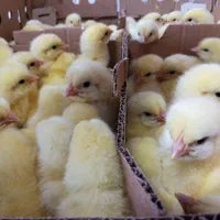 جوجه گوشتی نژاد را‌س