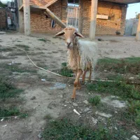 س۲عددگوسفنده ابست سنو دشده ۳ماه نیم تکی ۲۴میلیون