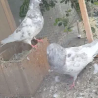 پرنده