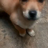 توله اشپیتزفقط ۱ملیون ودویست|سگ|دورود, |دیوار