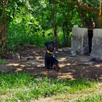 روتوایلر امریکایی|سگ|رشت, منظریه|دیوار