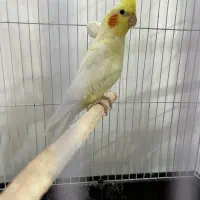 عروس هلندی|پرنده|سلطانیه, |دیوار