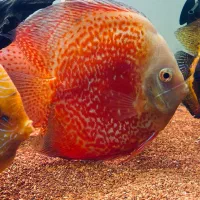 دیسکس وارداتی مولد