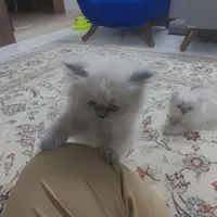 ۱جفت بچه گربه نر و ماده ۳ماهه